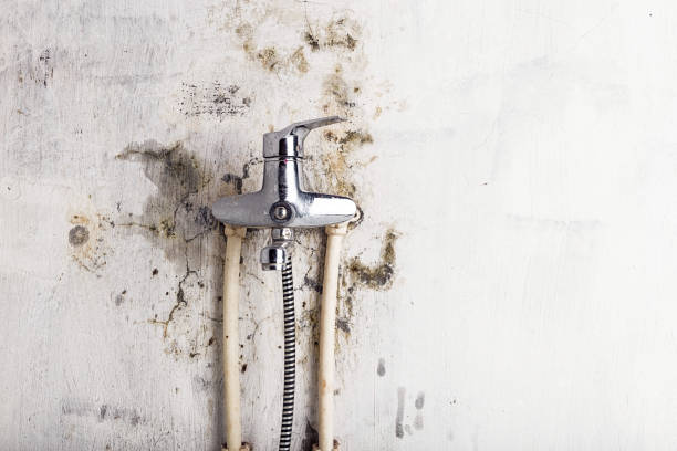 Best Certified Mold Removal  in Reedsburg, WI